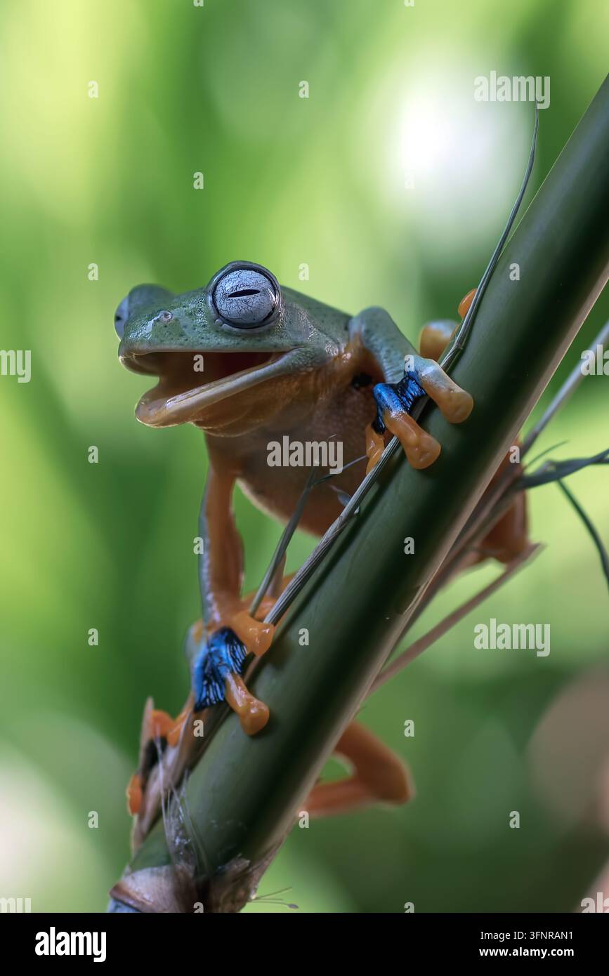Java-Flughörnchen (rhacophorus reinwardtii) sitzt auf einem Bambusstiel Stockfoto