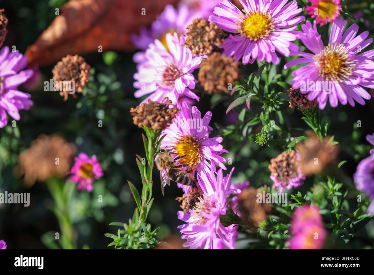 Lila Astern blühen um eine Besucherin, eine Biene, in einer Nahaufnahme des Gartens. Stockfoto