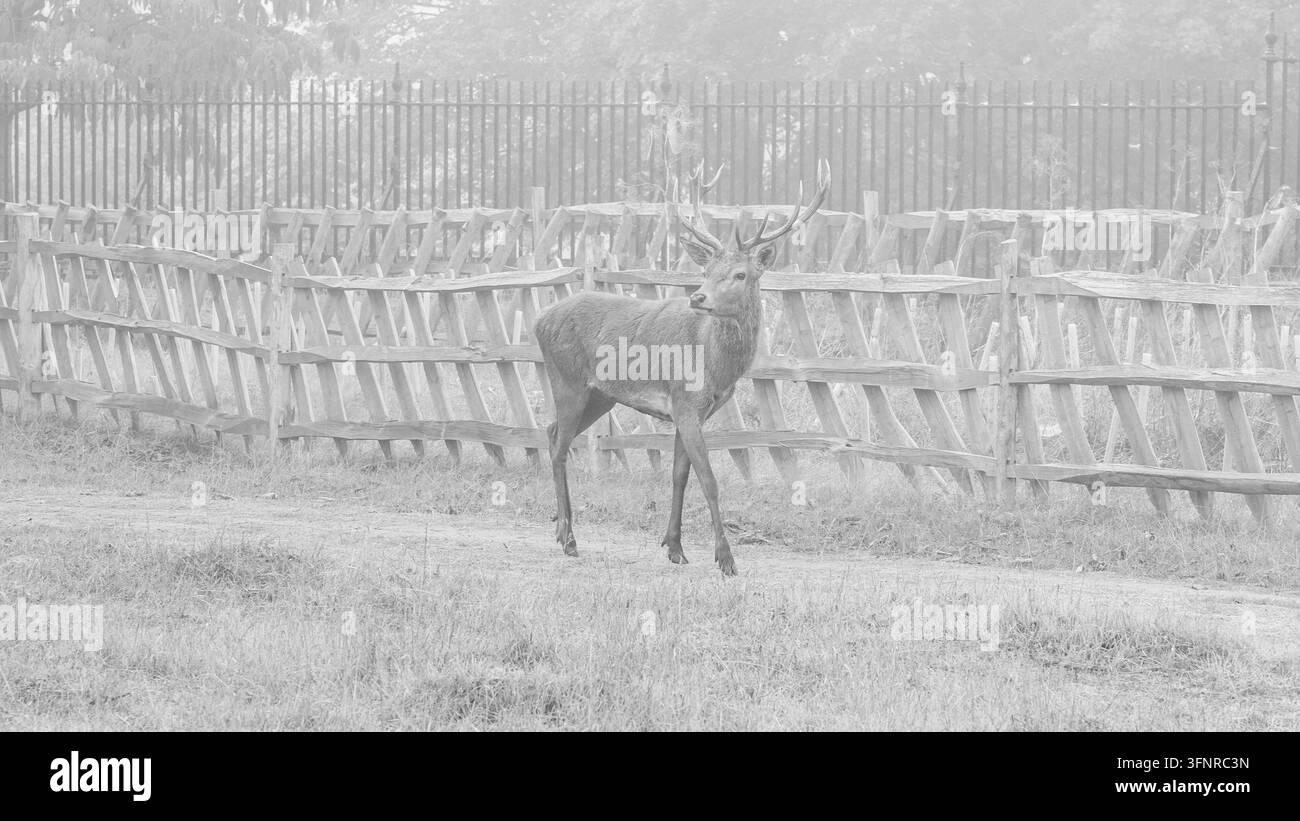 Monochrom-Wildtierfoto von Bushy Park mit einem majestätischen Rotwild-Hirsch mit großen Geweihen, der in der Nähe eines traditionellen Holzzauns und des Parkrandes geht Stockfoto