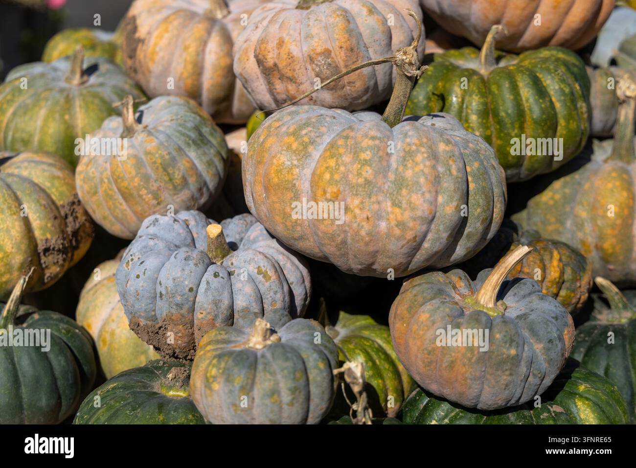 Haufen aus mehrfarbigen grünen, grauen und beigen Kürbissen auf einem Bauernhoferntedank. Halloween, Herbstmarkt, saisonale Fülle. Stockfoto
