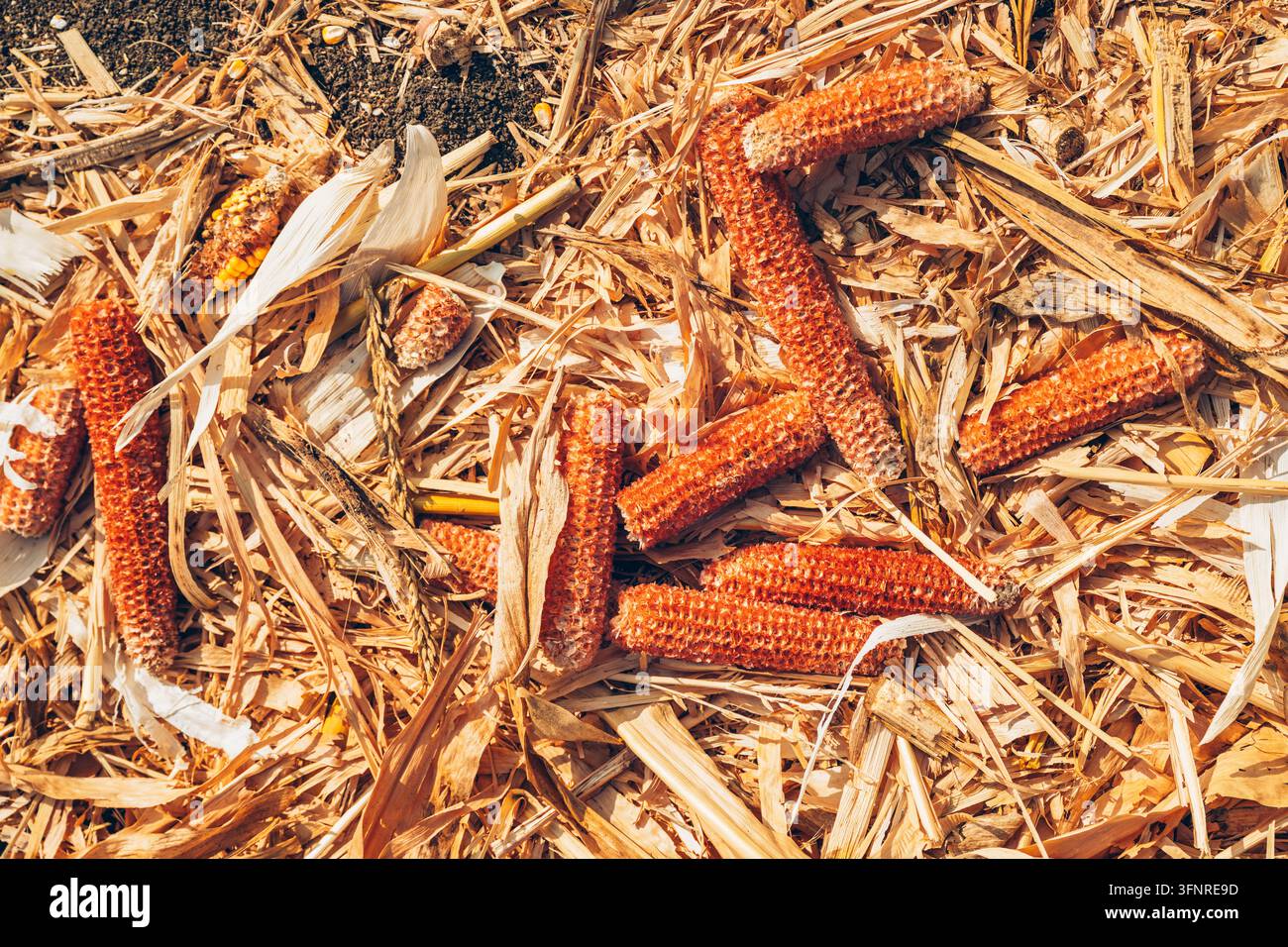 Nahaufnahme von weggeworfenen Maiskolben, die zwischen trockenen Maisstängeln, Blättern und Feldresten nach der Ernte liegen. Landwirtschaftlicher Rückstand, Biomasse-Material, Getreideferne Stockfoto