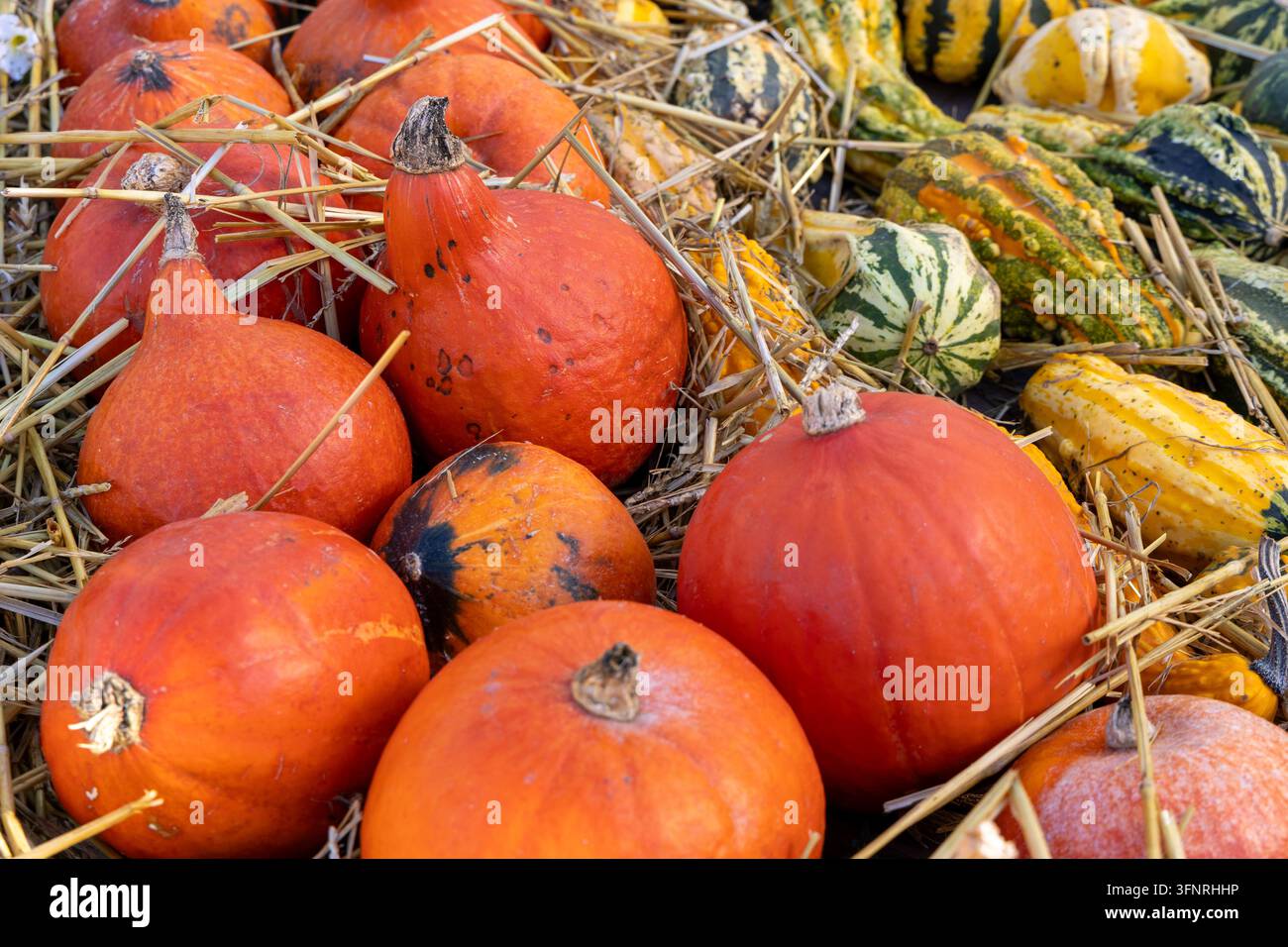 Bunte orangefarbene Kürbisse und dekorative Kürbisbeeren, arrangiert auf Stroh, Herbsternte und Erntedankfest. Stockfoto