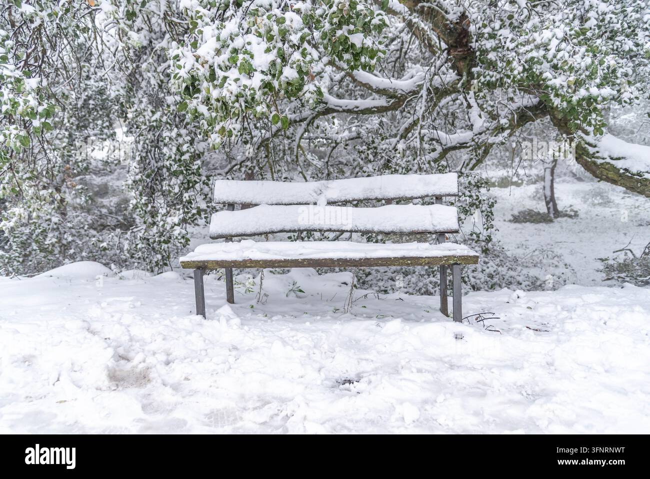 Eine leere, schneebedeckte Holzparkbank steht unter einer großen, schneebedeckten immergrünen Eiche in einer friedlichen, ruhigen schneebedeckten Winterlandschaft. Stockfoto
