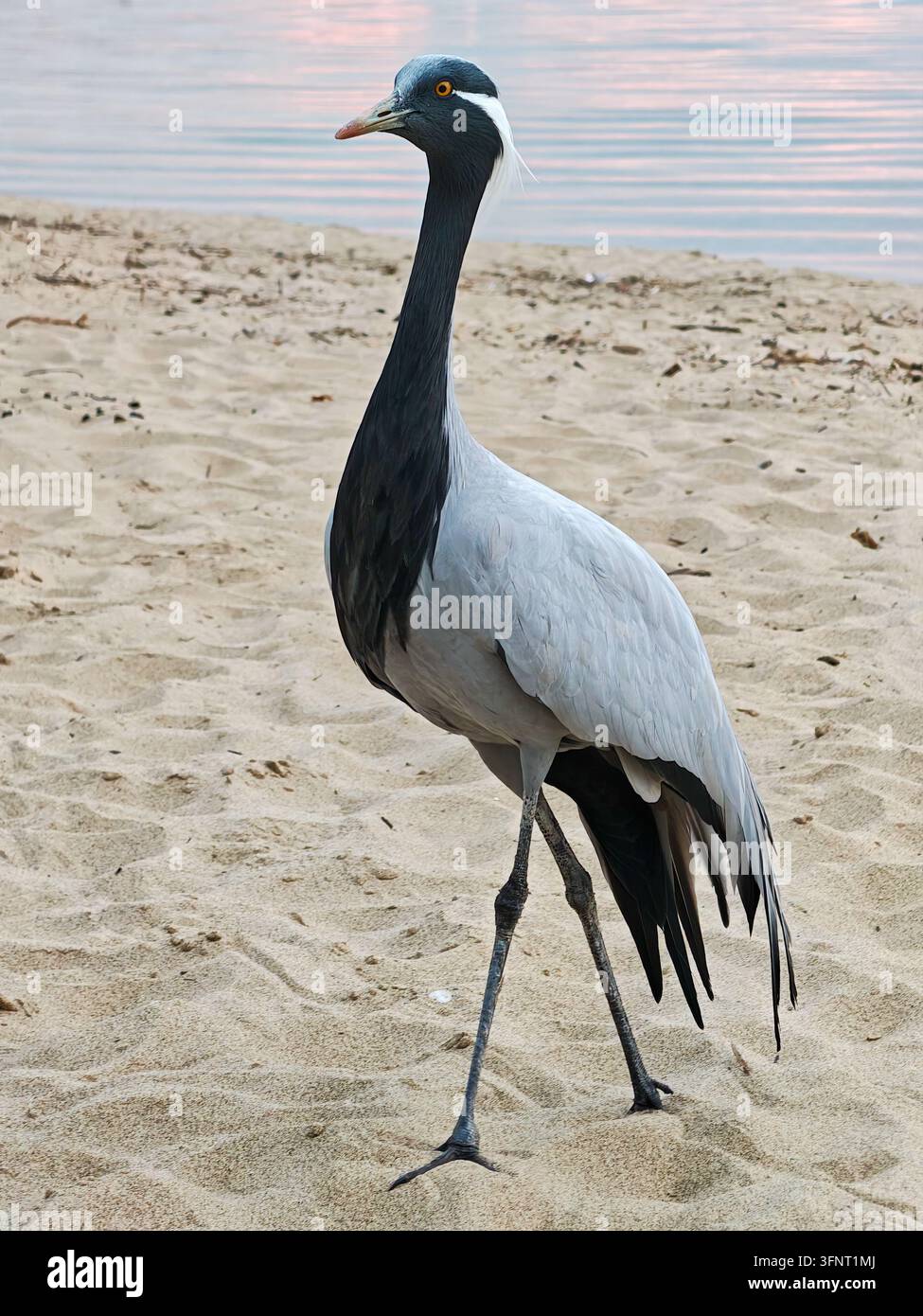 Eine auffällige Anthropoides virgo ziert die sandige Landschaft am Ufer und präsentiert ihre langen Beine und anmutige Gestalt. Dieser exquisite Vogel fängt ein Stockfoto