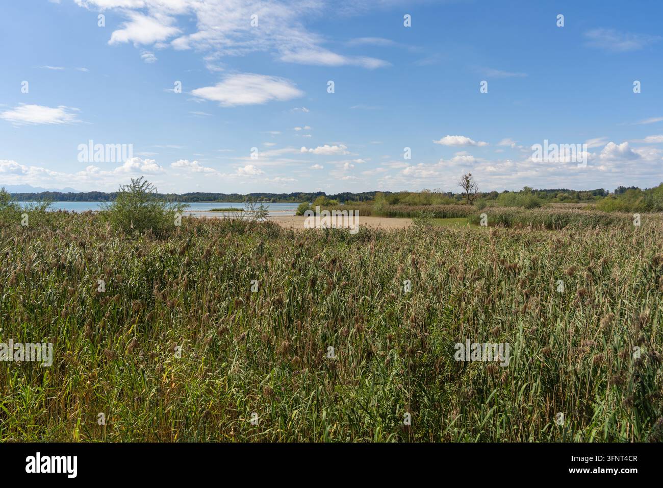 Blick vom Vogelbeobachtungsturm in Seebruck über ausgedehnte Schilfländer und Feuchtbiotope am Ufer des Chiemsees in Oberbayern, Deutschland Stockfoto