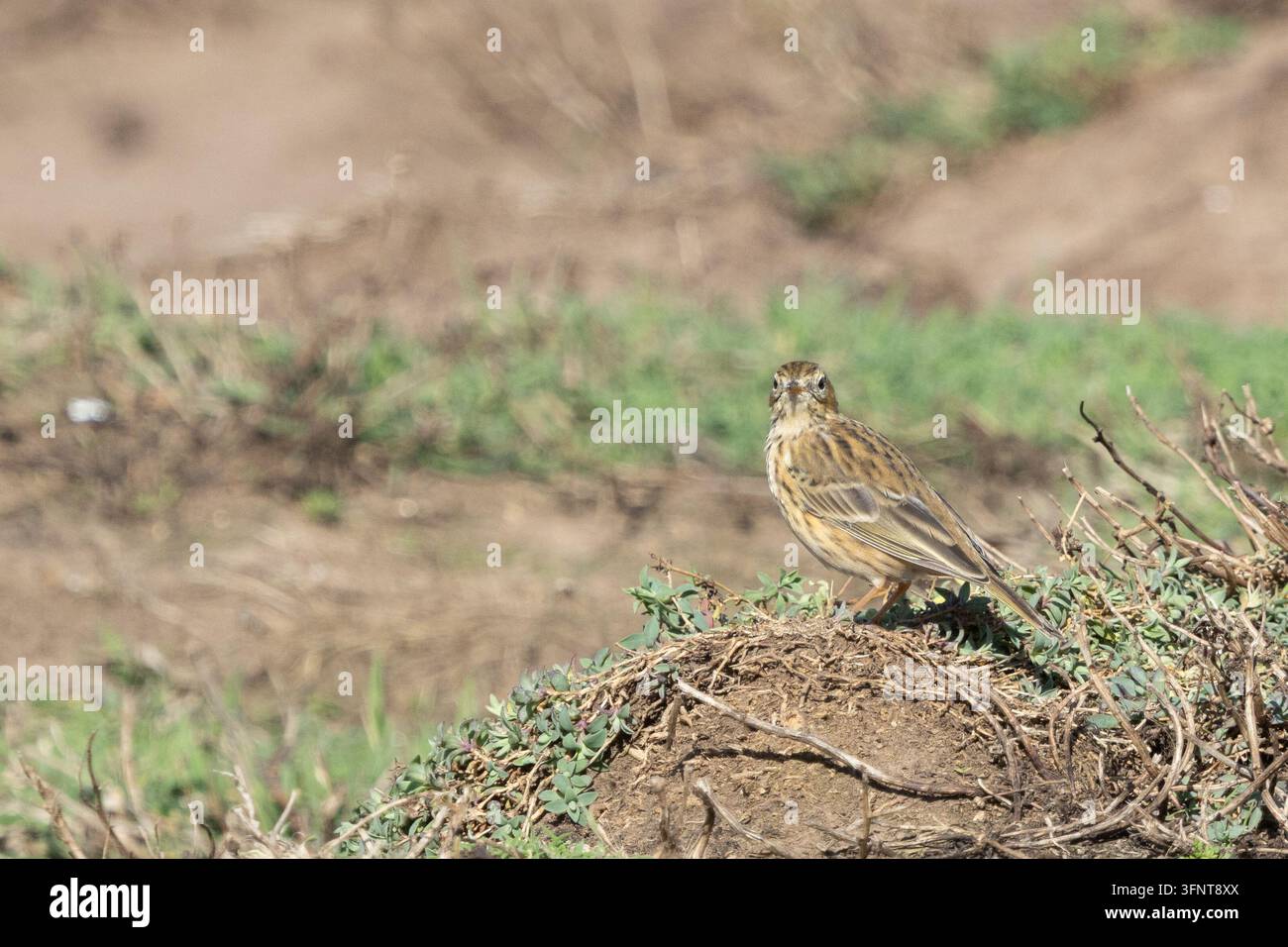 Wiese Pieper (Anthus Pratensis) Stockfoto