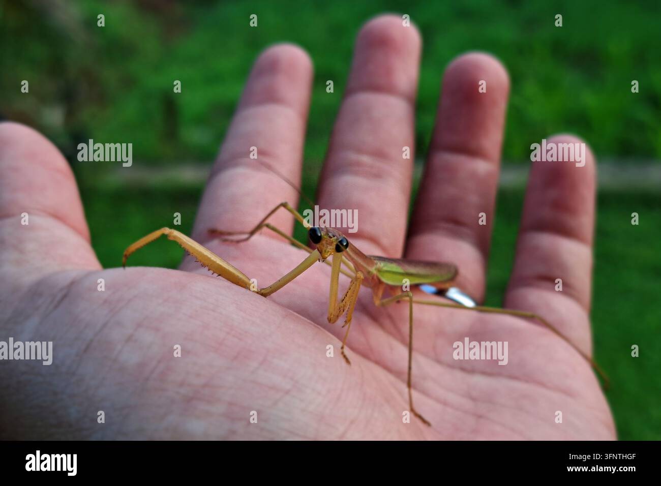 Gottesanbeterin, die auf einer offenen menschlichen Hand sitzt, Nahaufnahme mit verschwommenem grünen Gartenhintergrund, zeigt die Interaktion zwischen Menschen und Natur Stockfoto