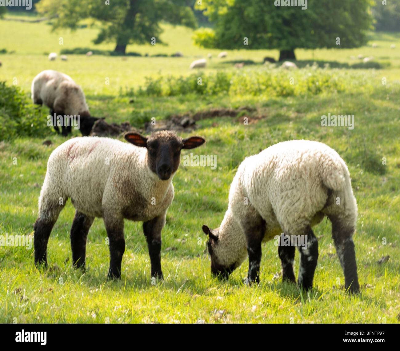 Suffolk-Schafslämmer grasen auf grüner Grasweide. Junge Hauslämmer mit schwarzen Köpfen und Beinen auf einem britischen Bauernhoffeld. Landwirtschaft Stockfoto