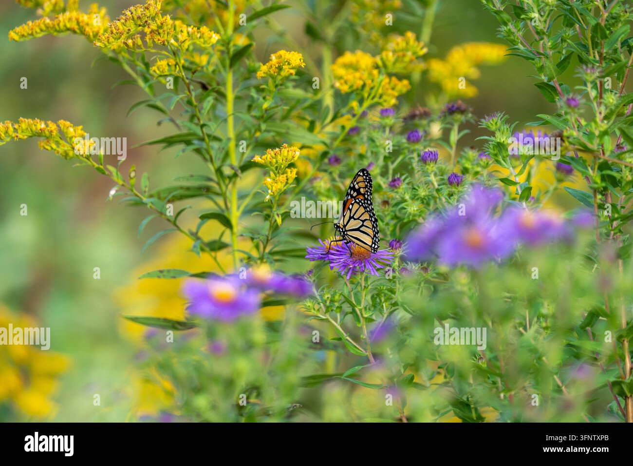 Ein Monarchfalter ruht auf einem violetten Astern, umgeben von gelben Wildblumen und grünem Laub. Stockfoto