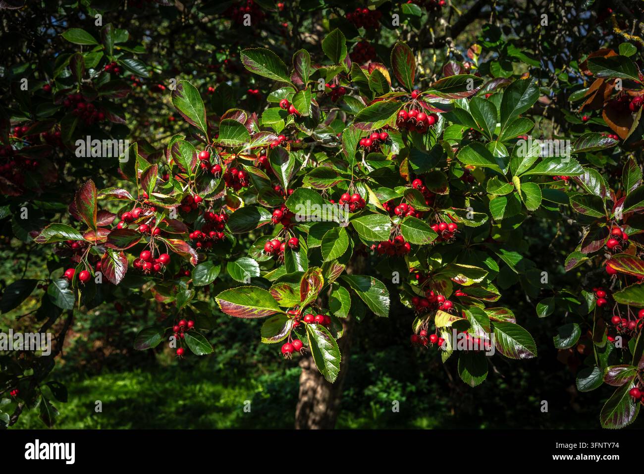 Crataegus persimilis 'Prunifolia'-Baum / Hagedornbaum mit roten Beeren, der im späten Sommer in einem Park in Südengland wächst, England, UK Stockfoto