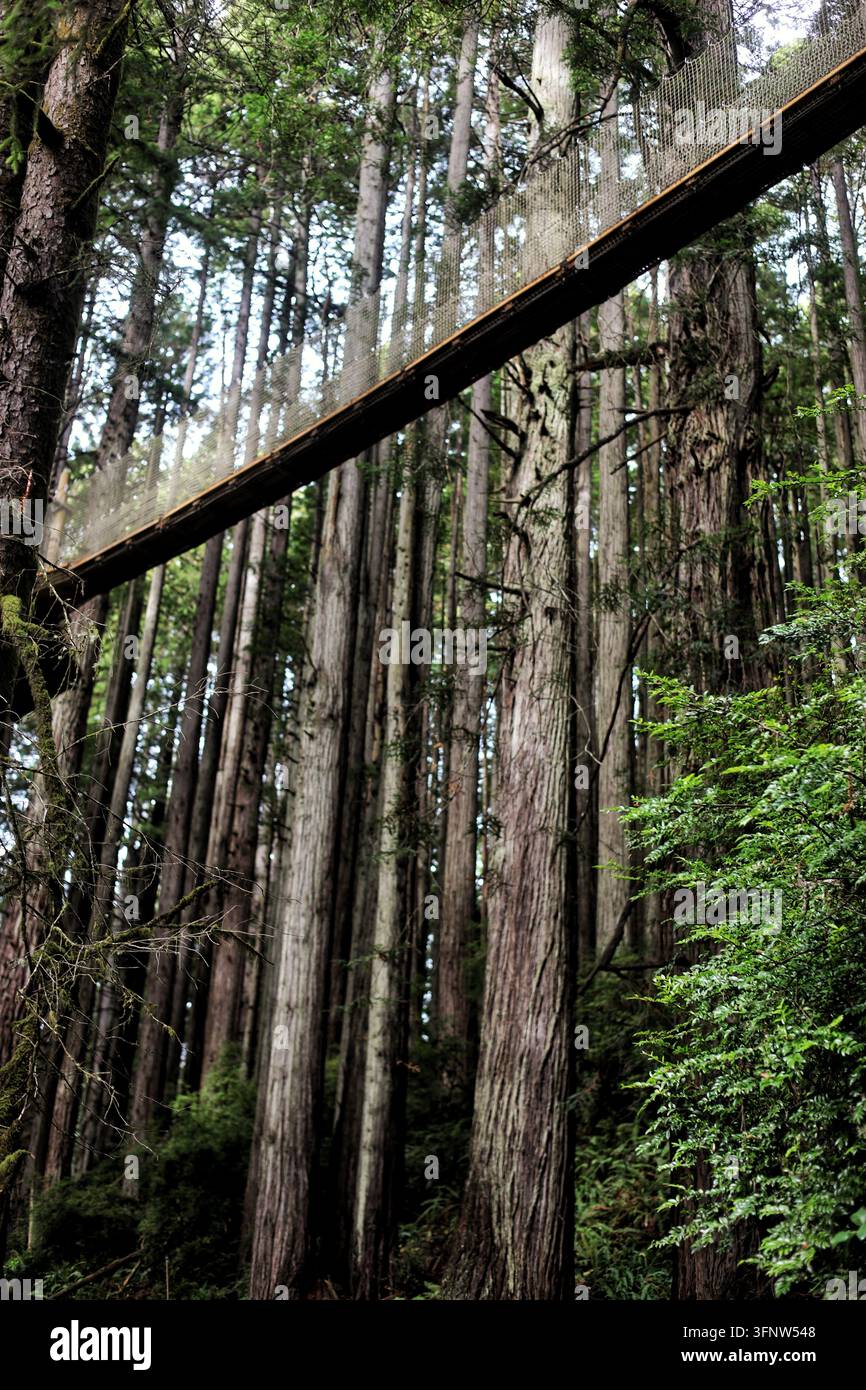 Hängebrücke mit Baldachin hoch über riesigen Redwood-Bäumen bei Trees of Mystery Stockfoto