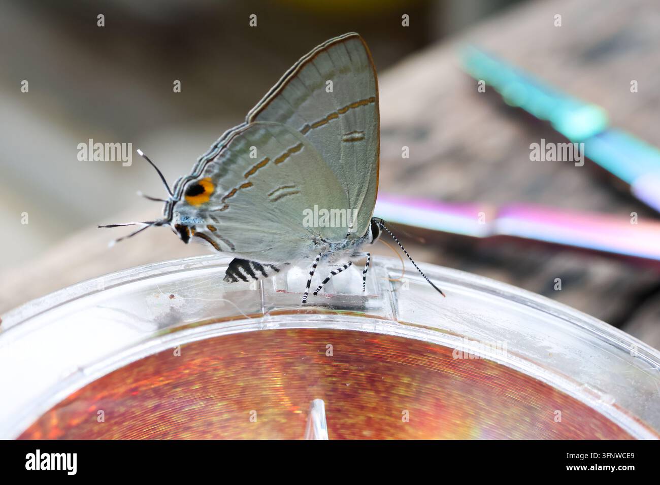 Ein zarter Haarschwalbenschmetterling, der aus einer flachen Schale trinkt, durchscheinende Flügel und orangefarbene Augen schaffen eine detaillierte Makro-NaturSzene mit sanfter Neugier Stockfoto