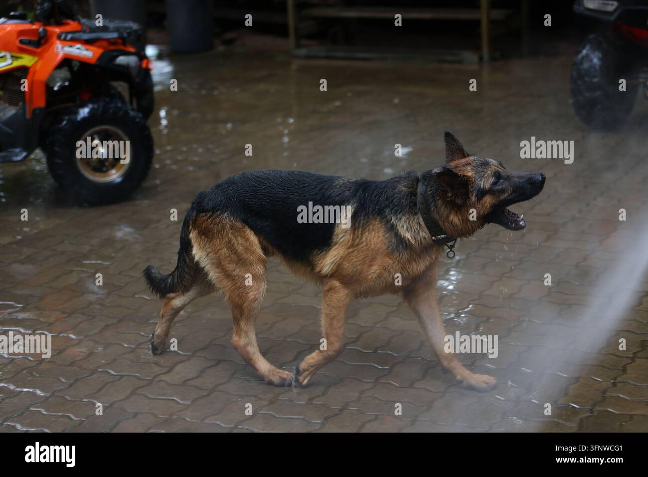 Ein Deutscher Schäferhund, der auf nassem Pflaster in der Nähe eines Geländewagens läuft, aufmerksam und aktiv Stockfoto