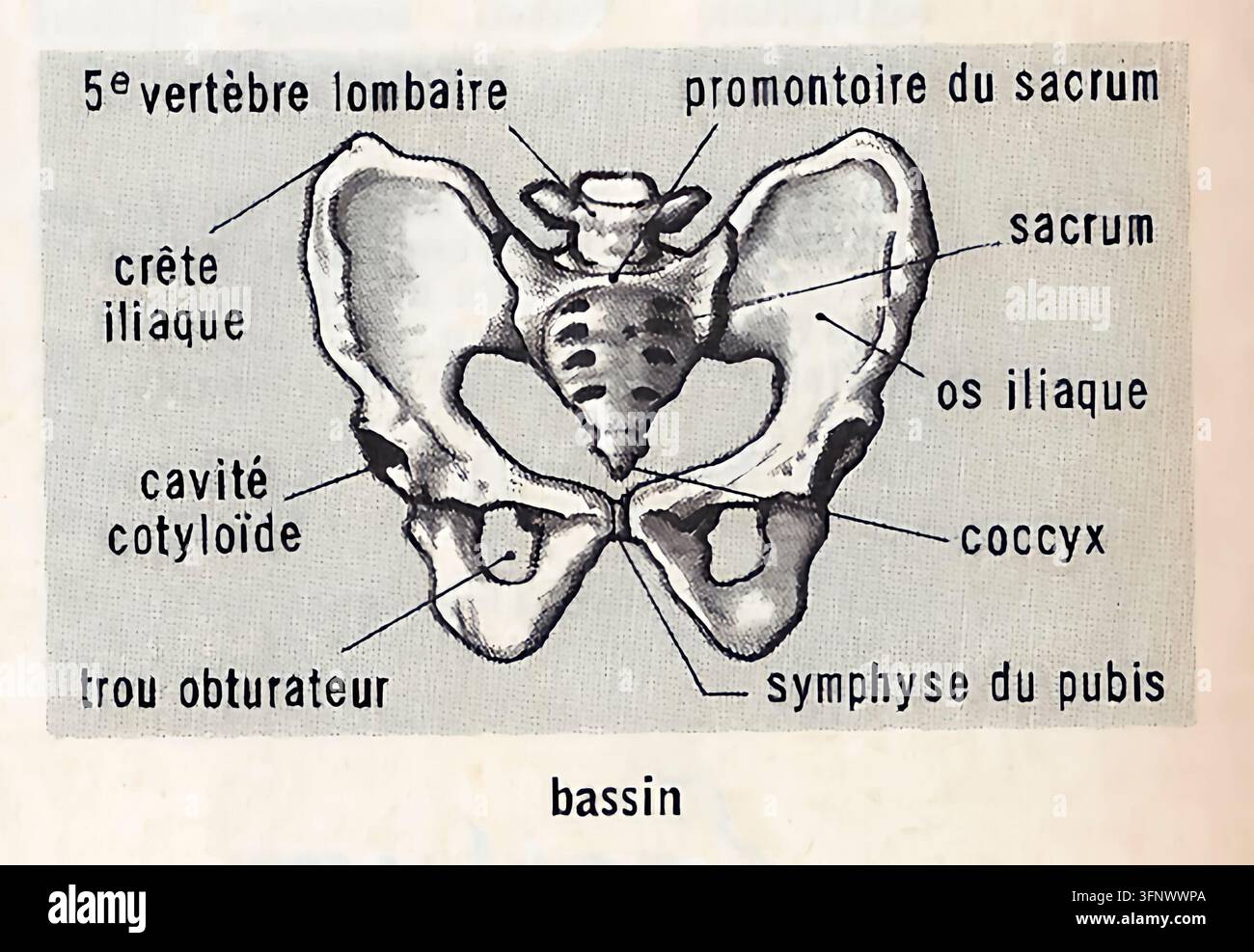 Anatomische Illustration aus einem französischen Wörterbuch, die das menschliche Becken zeigt, in Französisch beschriftet mit der Lendenwirbel, dem Sakrum, dem Beckenkamm, dem Ilium, dem Acetabulum, dem Obturatorforamen, dem Steißbein und der Schambeinverbindung. Das zentrale Beckenknochen-Diagramm wird als pädagogische Referenz dargestellt, mit französischen Begriffen und englischen anatomischen Entsprechungen. Stockfoto