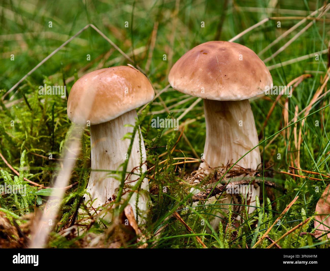 Zwei braune Pilze sprießen inmitten grünen Grases. Sie stehen aufrecht und zeigen strukturierte Hüte und Stiele. Stockfoto