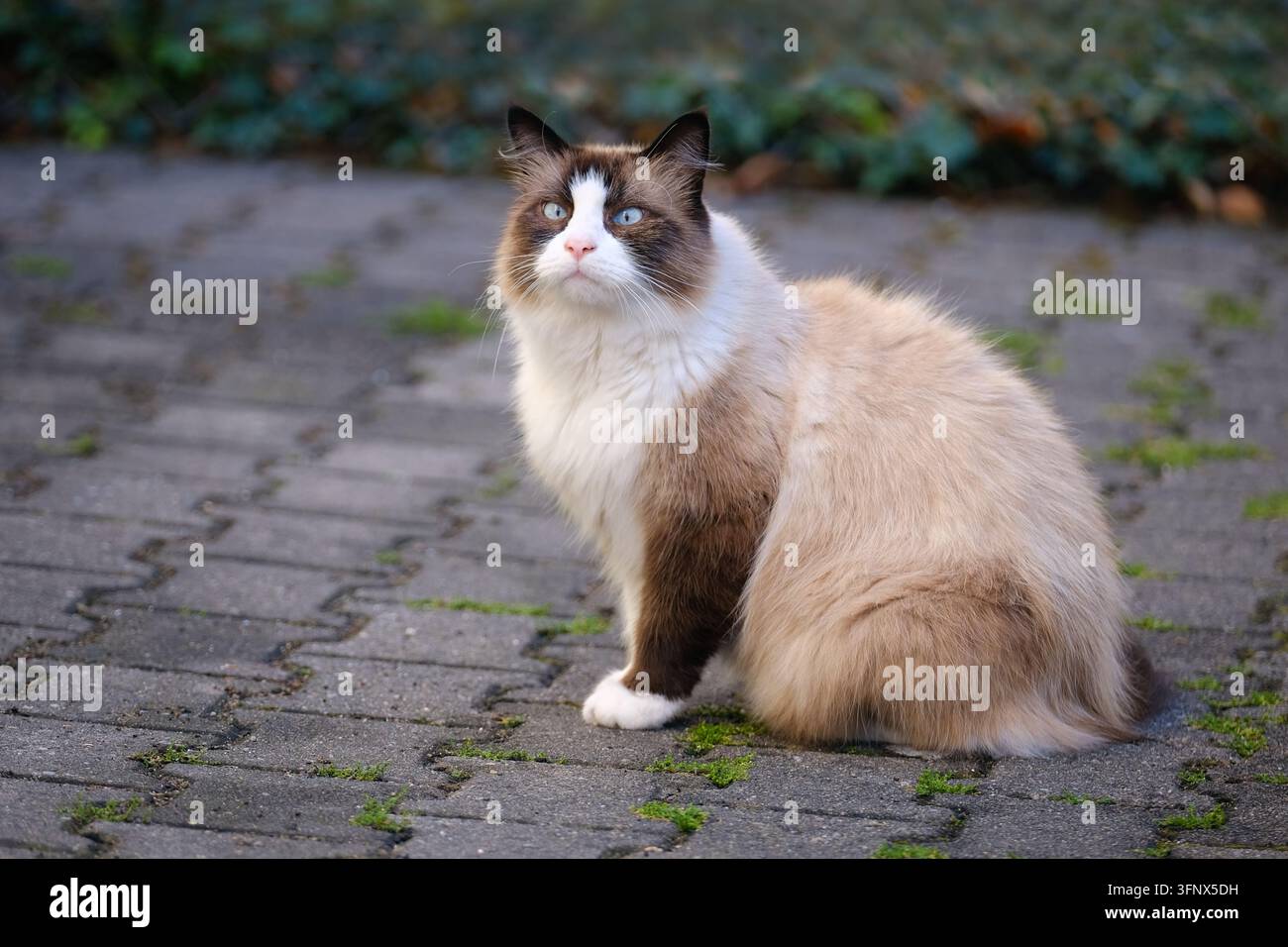 Schöne Ragdoll-Katze sitzt im Hinterhof und schaut lustig weg. Horizontales Bild mit selektiver Schärfe. Stockfoto