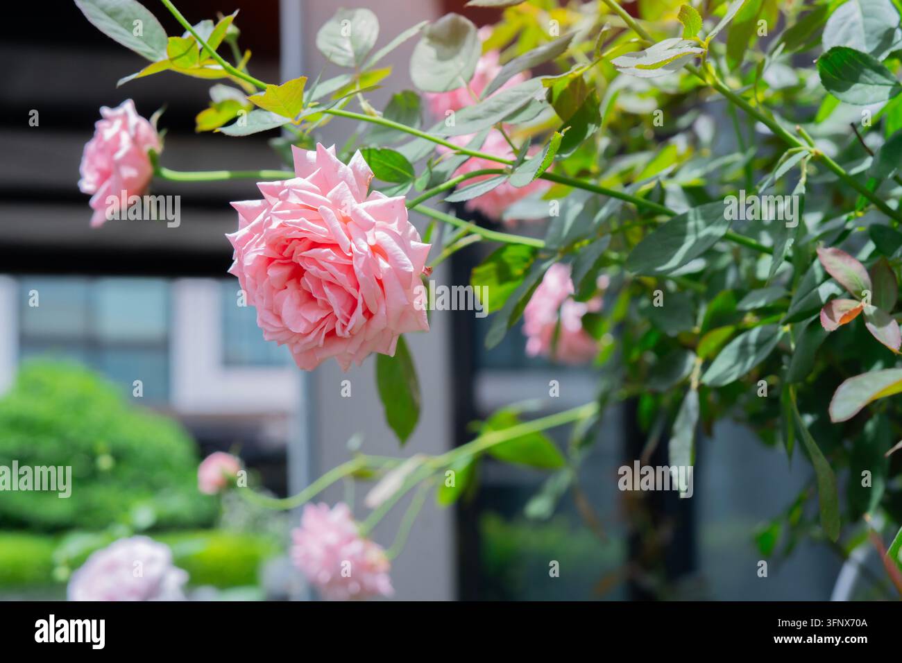 Lebendige rosa Rosen, die an blättrigen Ranken wachsen, die in gesprenkeltem Sonnenlicht baden, und eine erfrischende Gartenumgebung im Freien schaffen. Stockfoto