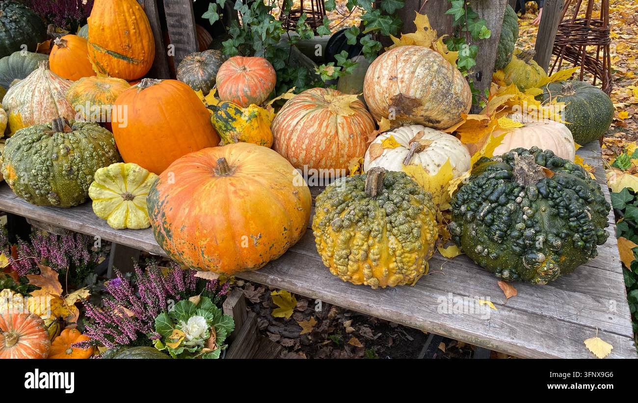 Verschiedene dekorative Kürbisse und Flaschenkürbisse, die auf rustikalen Holzregalen im Herbst ausgestellt sind Stockfoto