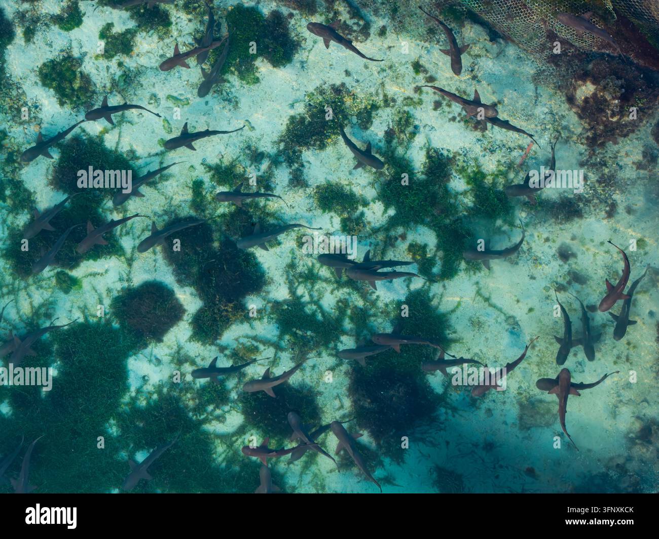 Luftbild des Haibrutbeckens mit zahlreichen Haien, die in klarem flachem Wasser über Seetang und sandigen Flecken in Karimunjawa, Zentral-Java schwimmen Stockfoto