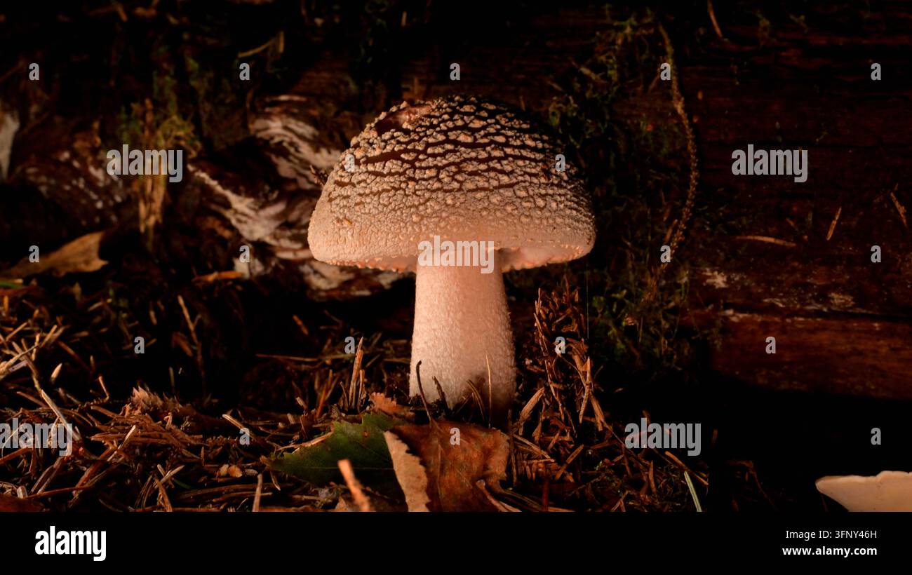 Pantherkappe-Pilz/Fungi der Gattung Amanita, in dichtem Wald Stockfoto