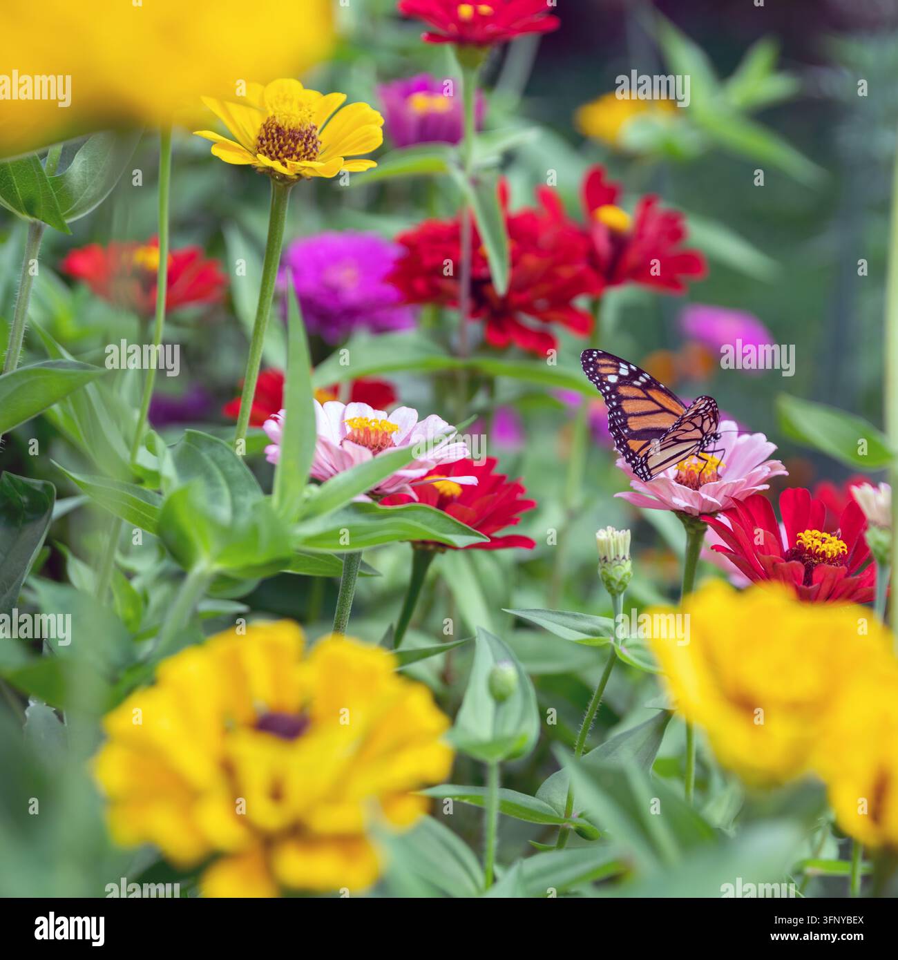 2019 Atlantic City (New Jersey) USA; Monarchfalter (Danaus plexippus) Schmetterling auf einer rosa Zinnie im Garten; Monarchfalter; mariposa monarca Stockfoto
