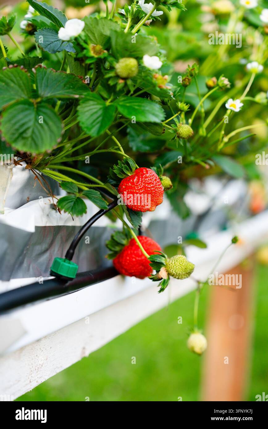 Erdbeerpflanze trägt Früchte in weißem Pflanzgefäß, gedeiht in Gewächshaus mit Tropfbewässerung zur Nährstoffkontrolle. Frische rote Beeren und grüne Blätter zeigen produktives Wachstum. Stockfoto