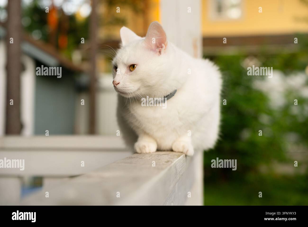 Eine ruhige weiße Katze sitzt auf einem Geländer und blickt nach links in einem friedlichen Heimheiligtum. Dieser sanfte Begleiter ruht ruhig und beobachtet den stillen Garten mit neugierigen Augen. Stockfoto