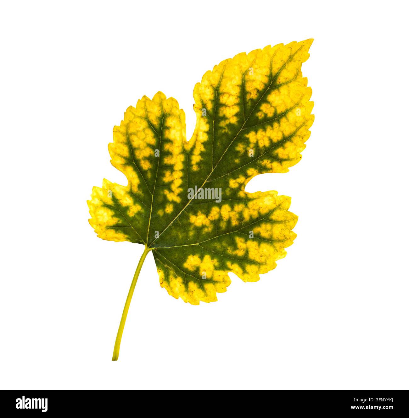Gelber und grüner Maulbeerblatt isoliert auf weißem Hintergrund, herbstliches Morus-Laub mit gesprenkelter Textur, detaillierte Adern und saisonale Verfärbung Stockfoto