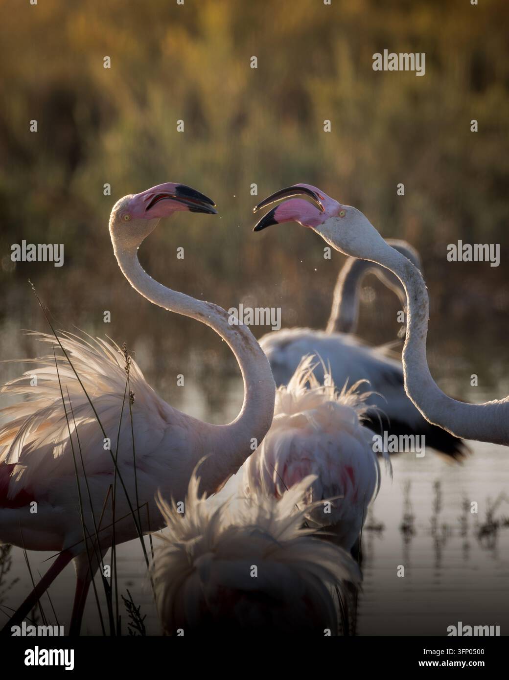 Ein Schwarm Rosaf flamingos Phoenicopterus roseus steht während der goldenen Stunde im flachen Sumpfgewässer und zeigt soziale Interaktionen, Putzen. Stockfoto