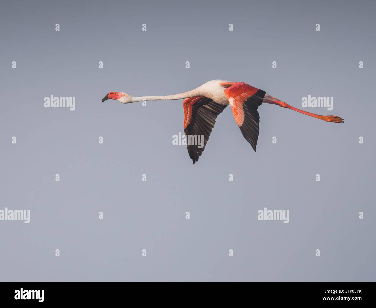 Ein einzelner Rosaflöschling Phoenicopterus roseus, der im Flug vor einem klaren, blassen Himmel eingefangen wurde. Stockfoto