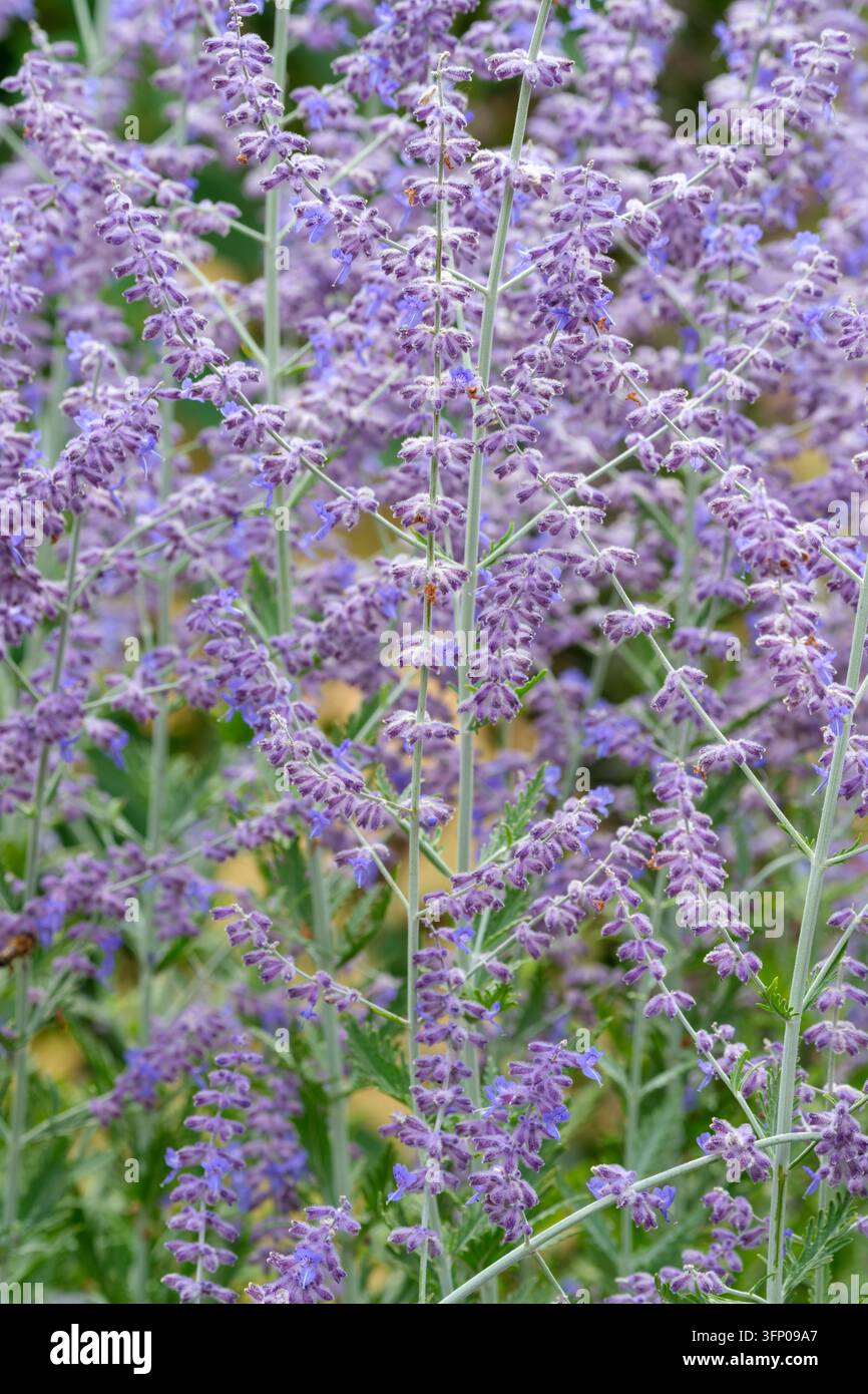Salvia Blue Spire, Perovskia Blue Spire, Russischer Salbei, Kleine, violettblaue Blüten in großen, plümchenartigen Rispen Stockfoto