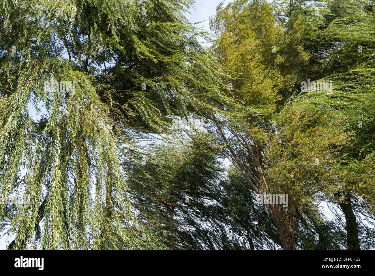 Starker Wind weht und biegt grüne Weidenbäume während eines schweren Sturms oder Hurrikans, Konzept für schlechtes Wetter. Herbststurm beugt üppige grüne Äste. Stockfoto