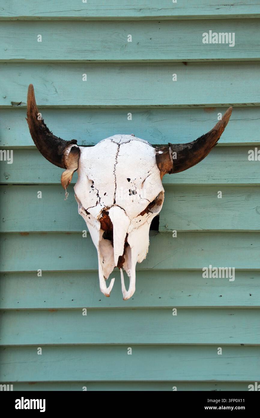 Großer amerikanischer Bison-Schädel an grüner Holzwand Stockfoto