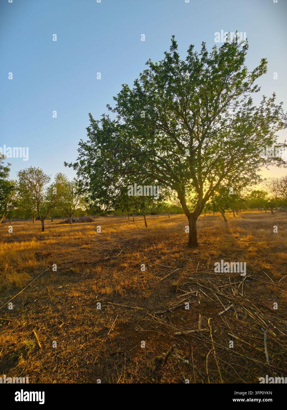 Ein eindrucksvoller Weitwinkelbild eines Obstgartens in Campos, Spanien, der im warmen, goldenen Licht einer untergehenden Sonne badet. Die Sonnenstrahlen dringen durch die Leav Stockfoto