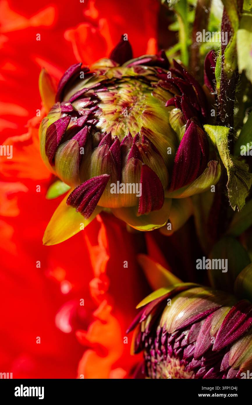 Makro eines sich öffnenden dunkelroten Dahliaknopfs mit grünen Kelchblättern vor einem verschwommenen hellroten und orangefarbenen Blumenhintergrund Stockfoto