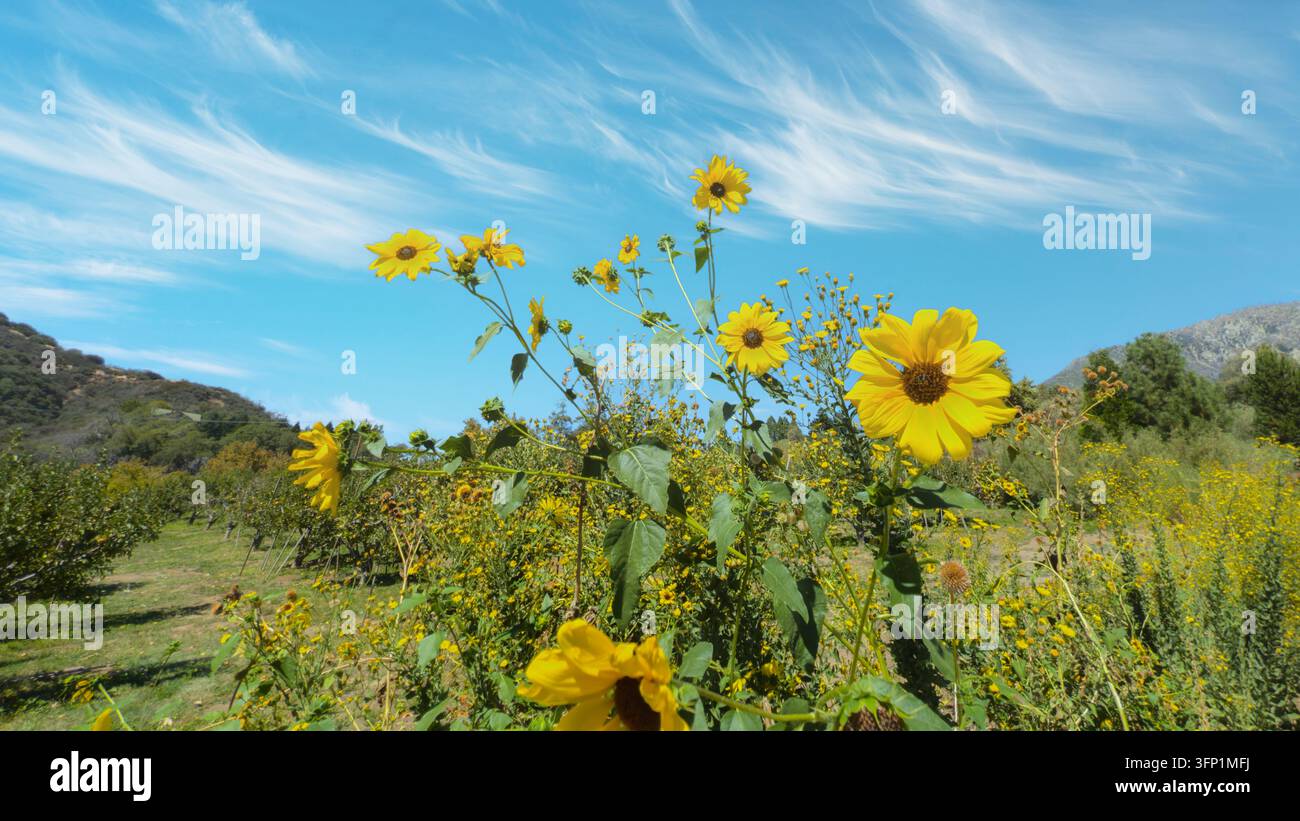 Prärie-Sonnenblumen blühen unter blauem Himmel an einem sonnigen Tag Stockfoto