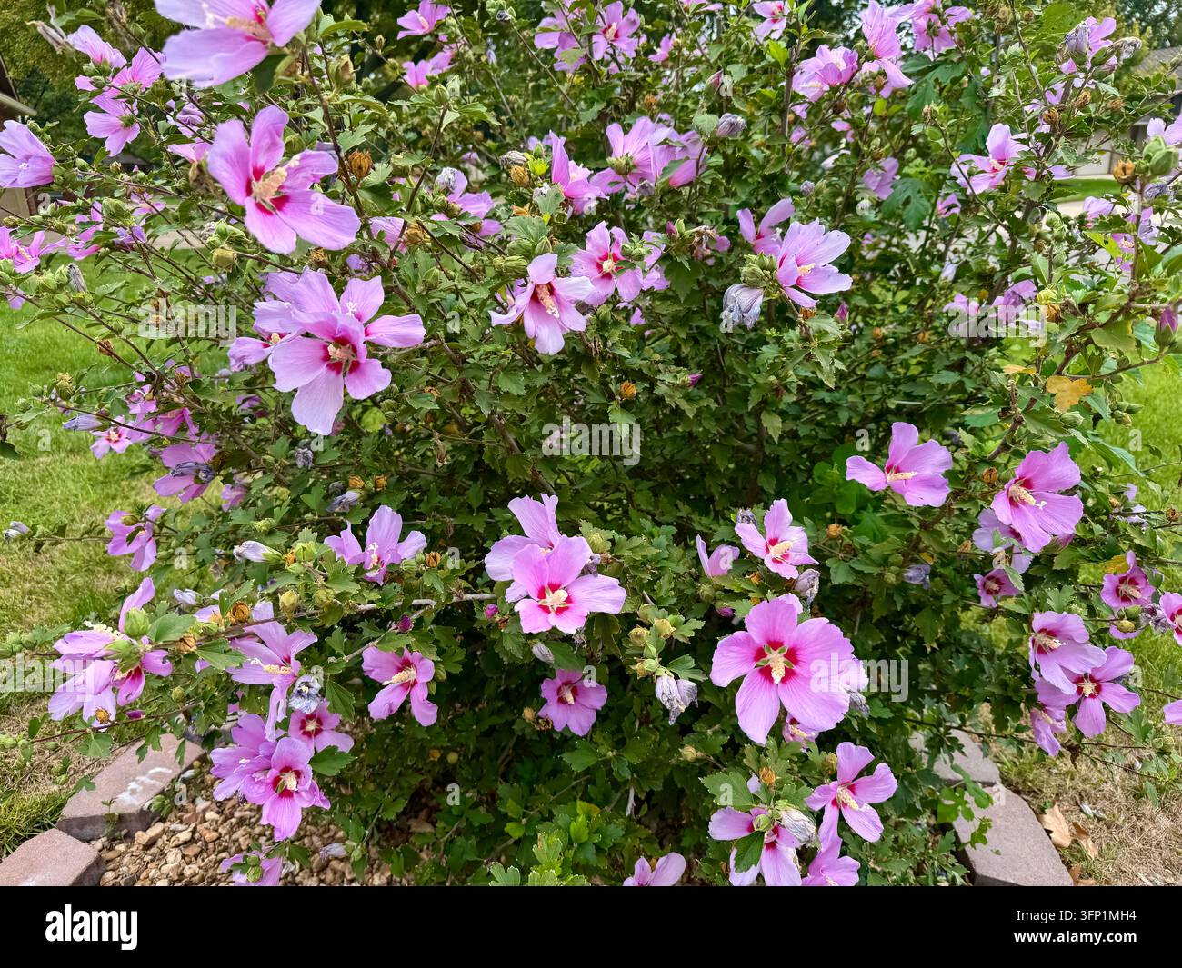 Hibiscus syriacus Althea, Rose of Sharon Strauch in voller Blüte im Sommer. Wichita, Kansas, USA. Stockfoto