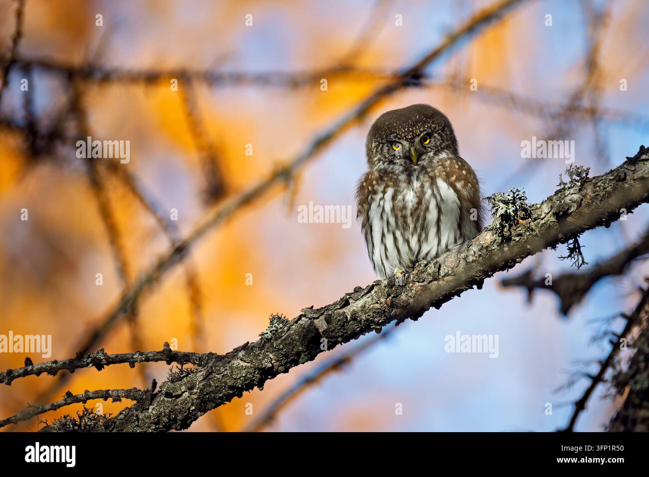 Eurasische Zwergeule (Glaucidium passerinum) im zauberhaften Herbstlaub in den italienischen Alpen Stockfoto