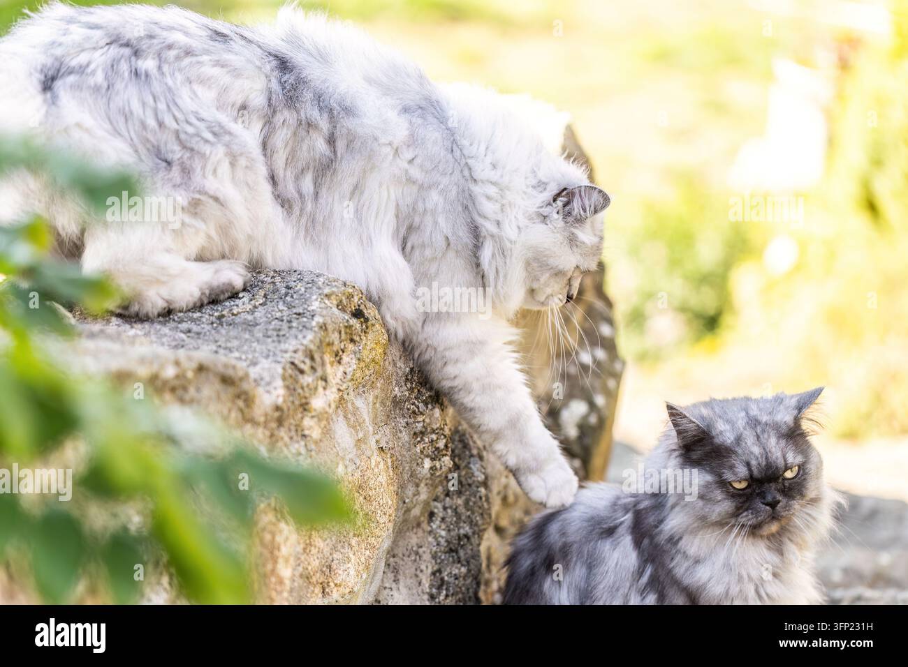 Silberner Tabby Ragdoll-Mischling und dunkelblaue Seal Ragdoll-Katzen spielen in einem Herbstgarten Stockfoto