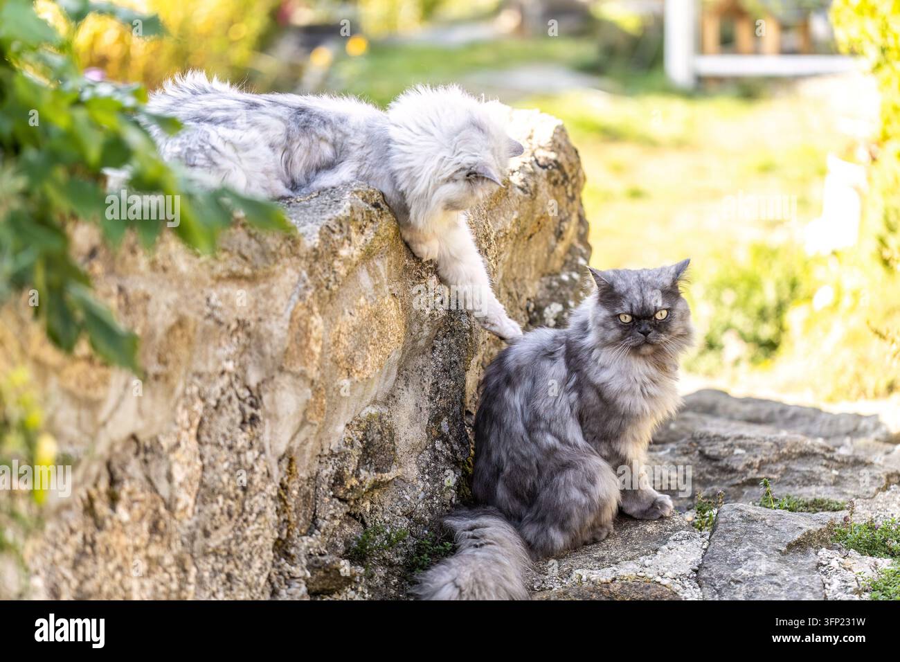 Silberner Tabby Ragdoll-Mischling und dunkelblaue Seal Ragdoll-Katzen spielen in einem Herbstgarten Stockfoto