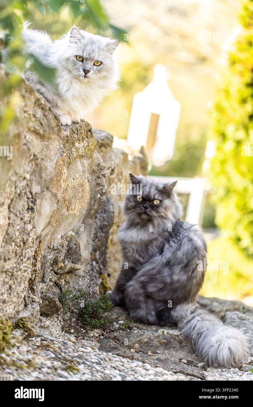 Silberner Tabby Ragdoll-Mischling und dunkelblaue Seal Ragdoll-Katzen spielen in einem Herbstgarten Stockfoto