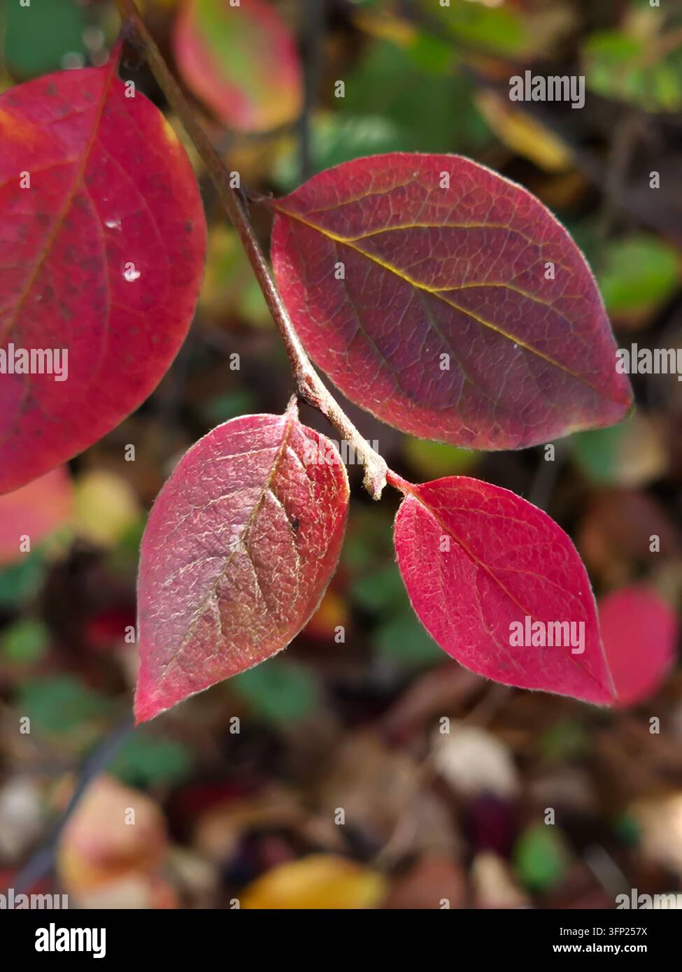 Rosa und lila Herbstlaub des Heckenkotobasters, Cotoneaster lucidus, im Nahaufnahme in einem Garten in Schweden fotografiert - Smartphone-aufgenommenes Stockfoto