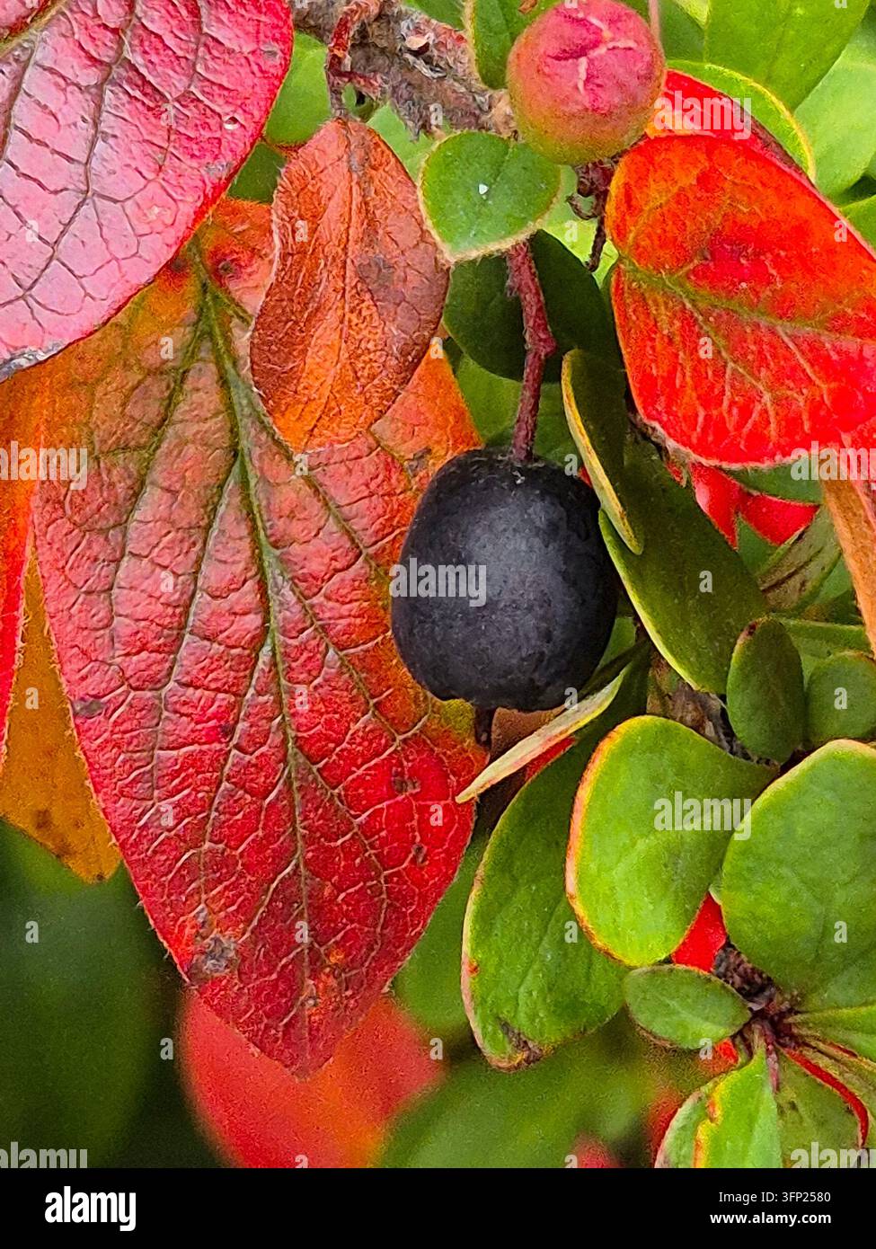 Schwarze Früchte zwischen roten und orangefarbenen Herbstblättern von Heck Cotoneaster lucidus, die in einer Gartenhecke in Schweden wachsen - Smartphone-aufgenommenes Stockfoto