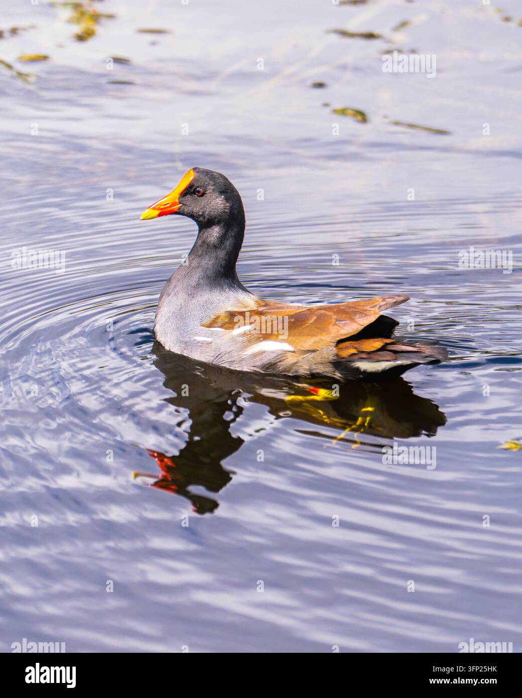 Gewöhnliche Blässhuhn Gallinula galeata schwimmt auf ruhigem Teichwasser mit Spiegelung, rotem und gelbem Schnabel, dunklem Gefieder und sanften Wellen im Freien, in den USA. Stockfoto