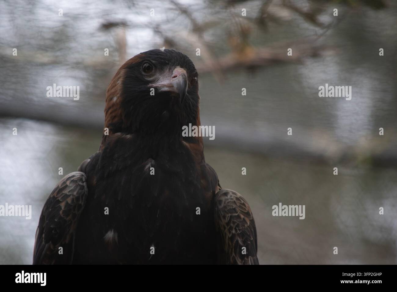 Der schwarze Bussard ist recht groß mit breiten, abgerundeten Flügeln und einem kurzen Hals und Schwanz. Stockfoto
