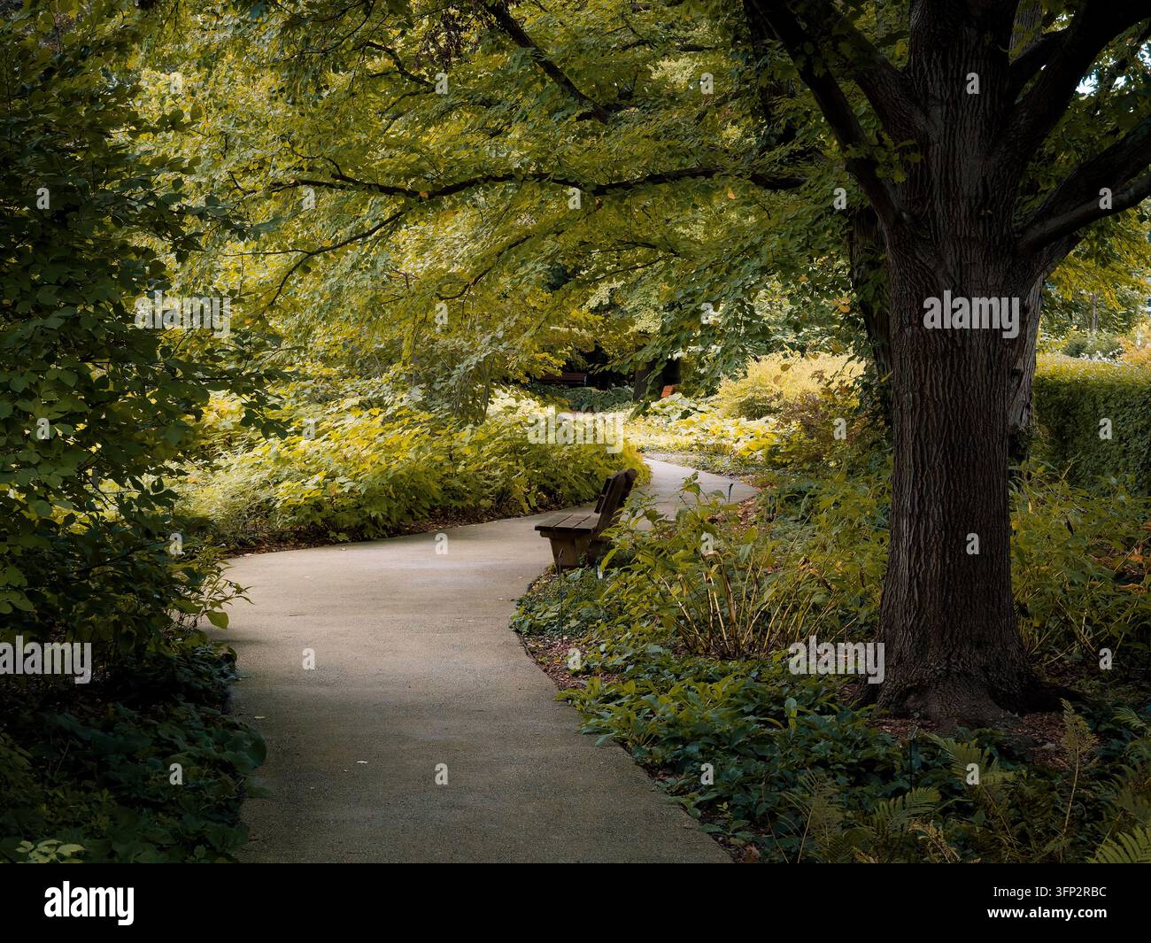 Wunderschöne gepflasterte Gehweg mit Holzbank unter einem Baldachin aus üppigen grünen und goldenen Bäumen in einer friedlichen Parklandschaft Stockfoto
