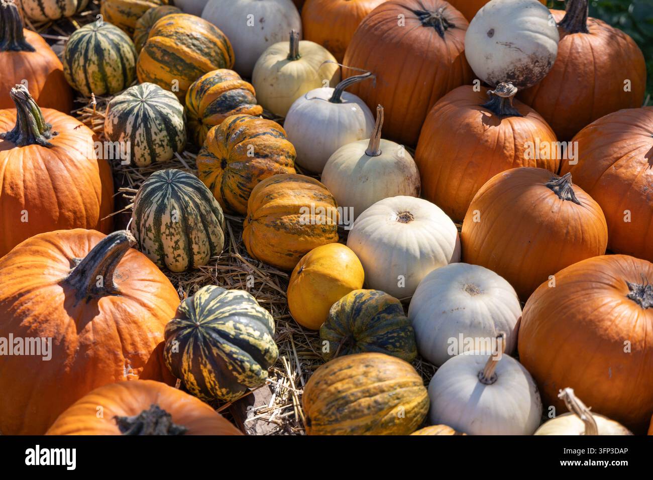 Verschiedene weiße, grün gestreifte und orangefarbene Kürbisse auf Stroh, herbstliche Ernte-marktauslage, saisonale landwirtschaftliche Erzeugnisse. Stockfoto
