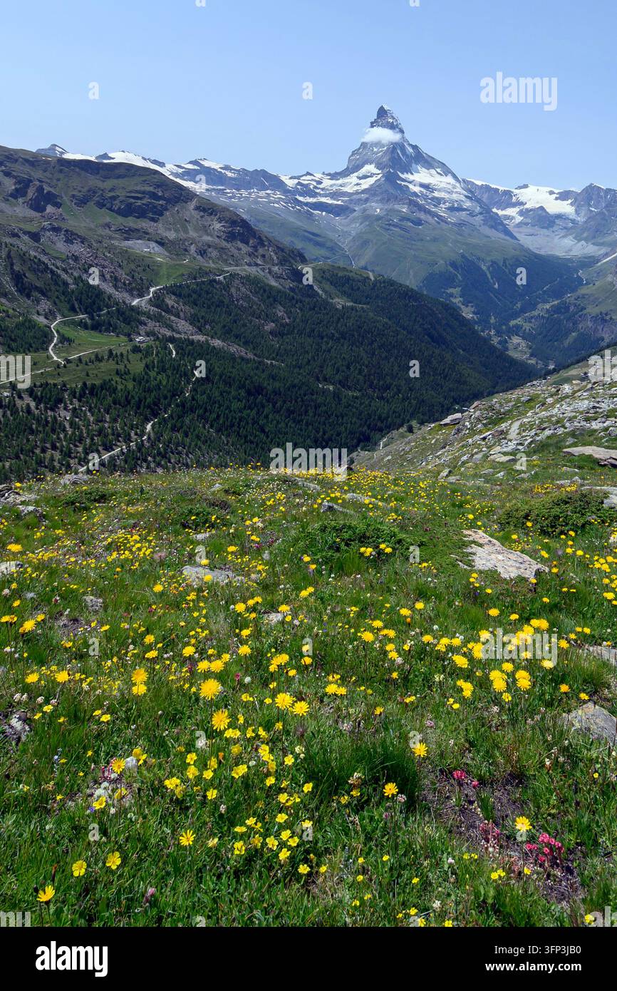 Gelbe Wildblumen mit dem Matterhorn im Hintergrund Stockfoto