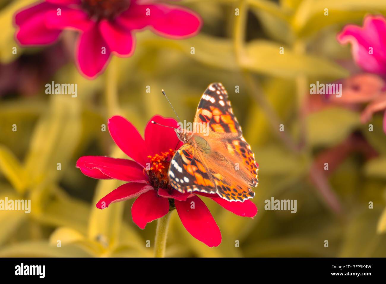 Schönheitsfalter sitzt auf einer roten Zinnienblüte vor sanft verschwommenen gelbgrünen Blättern und rosa Blüten. Stockfoto