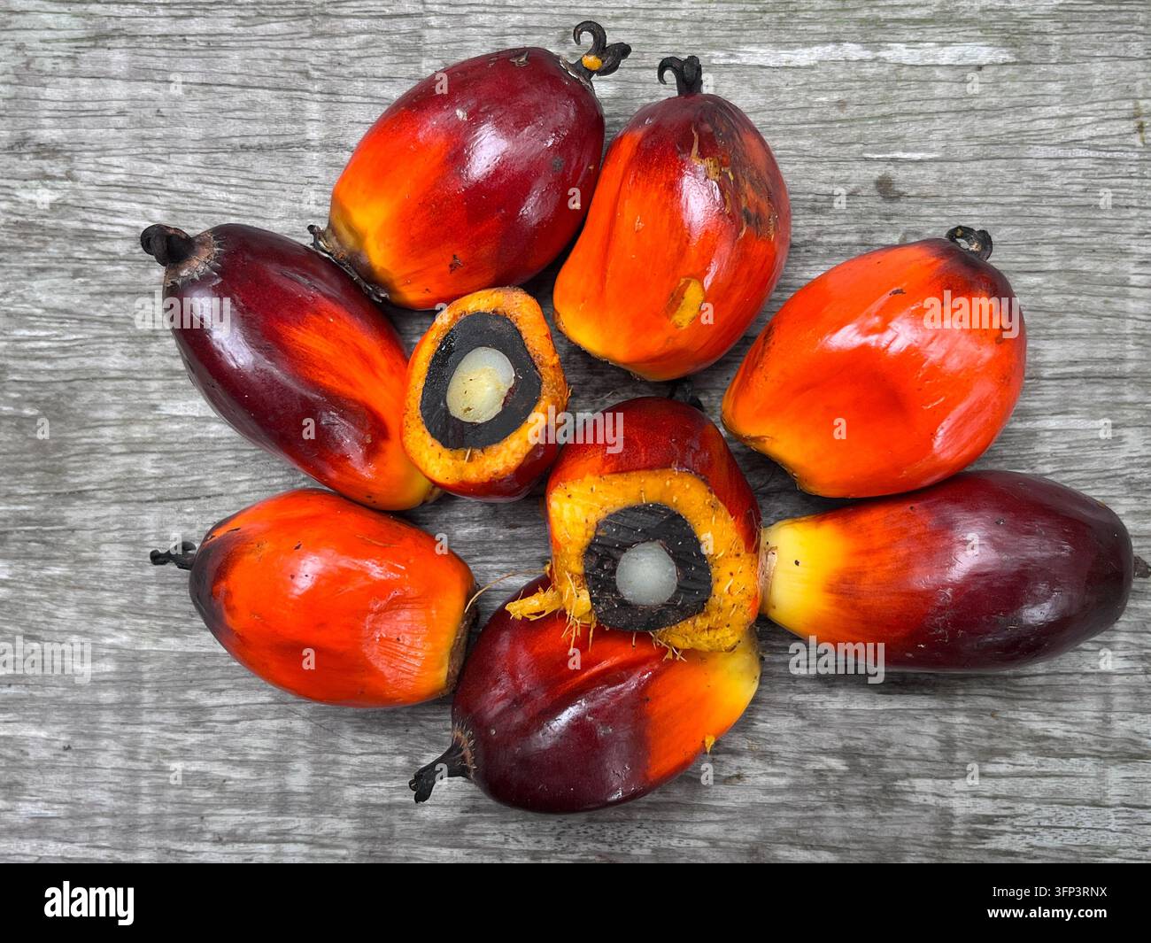 Frische rote Palmöl-Fruchtkerne Elaeis guineensis für die Produktion von Speiseöl und die Biofuel-Industrie Stockfoto